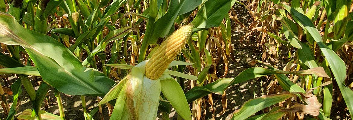 kukurydza w sierpniu