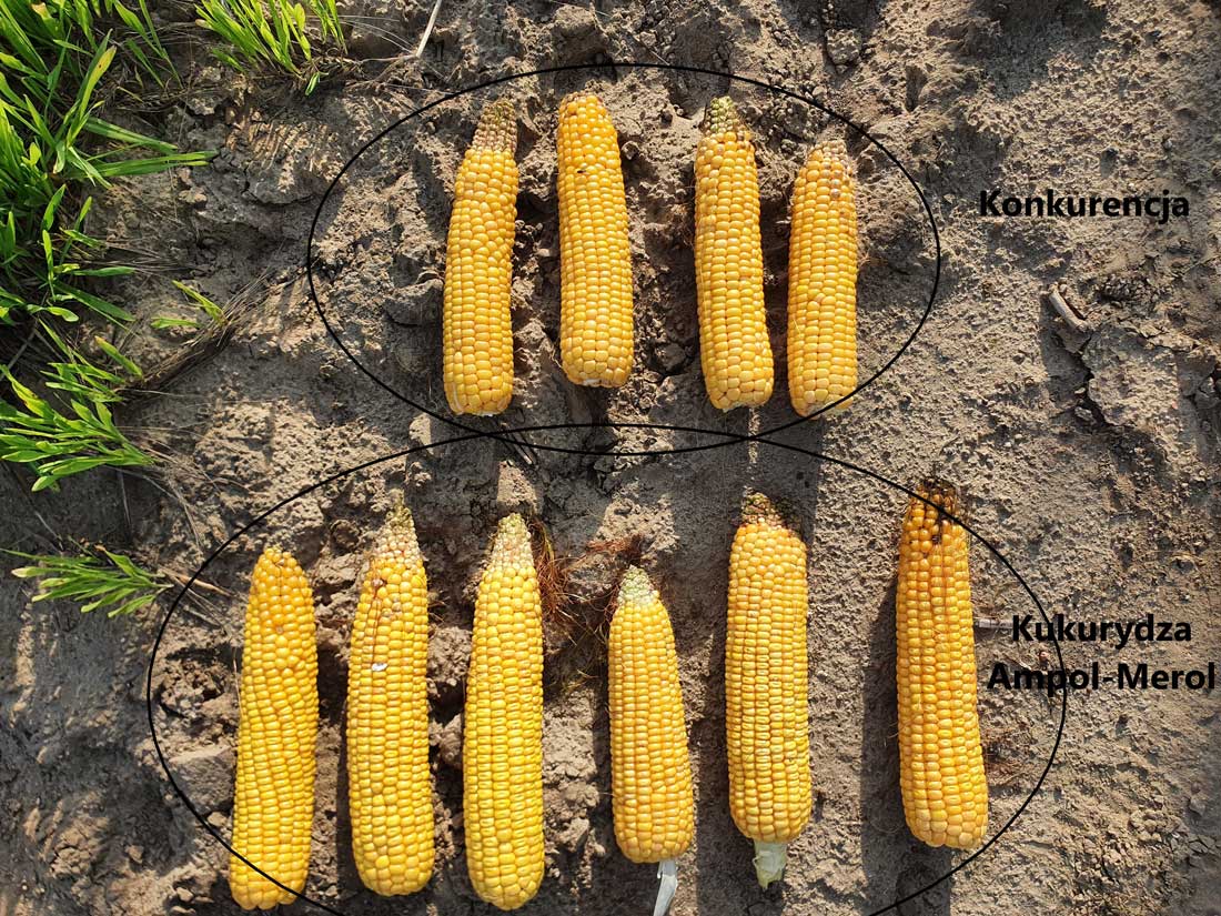 porównanie odmian kukurydzy