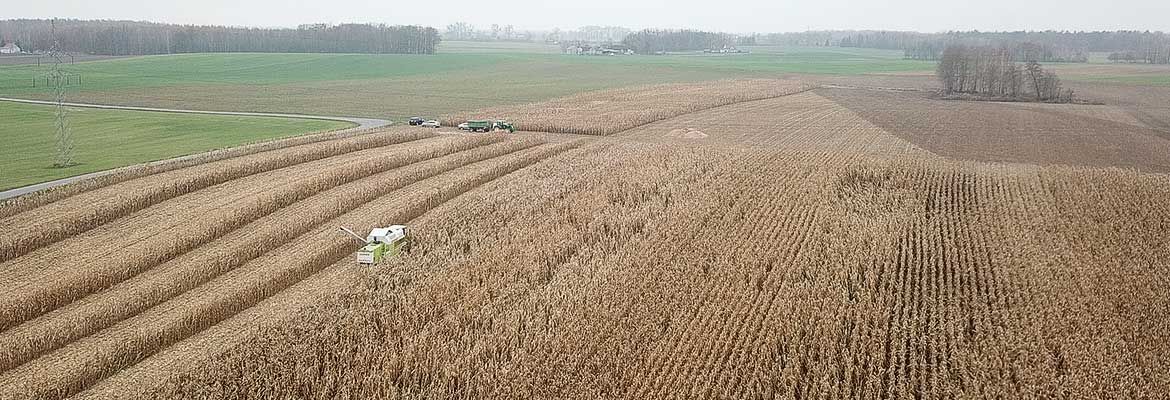 Zbiór kukurydzy w Bukowcu