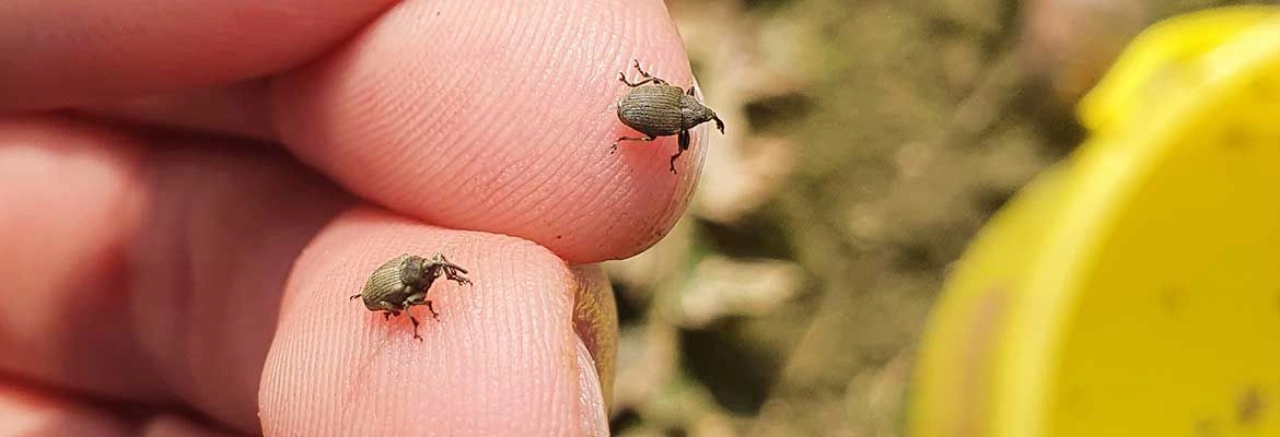 Pierwsze wiosenne zabiegi na plantacji rzepaku w Niedźwiedziu