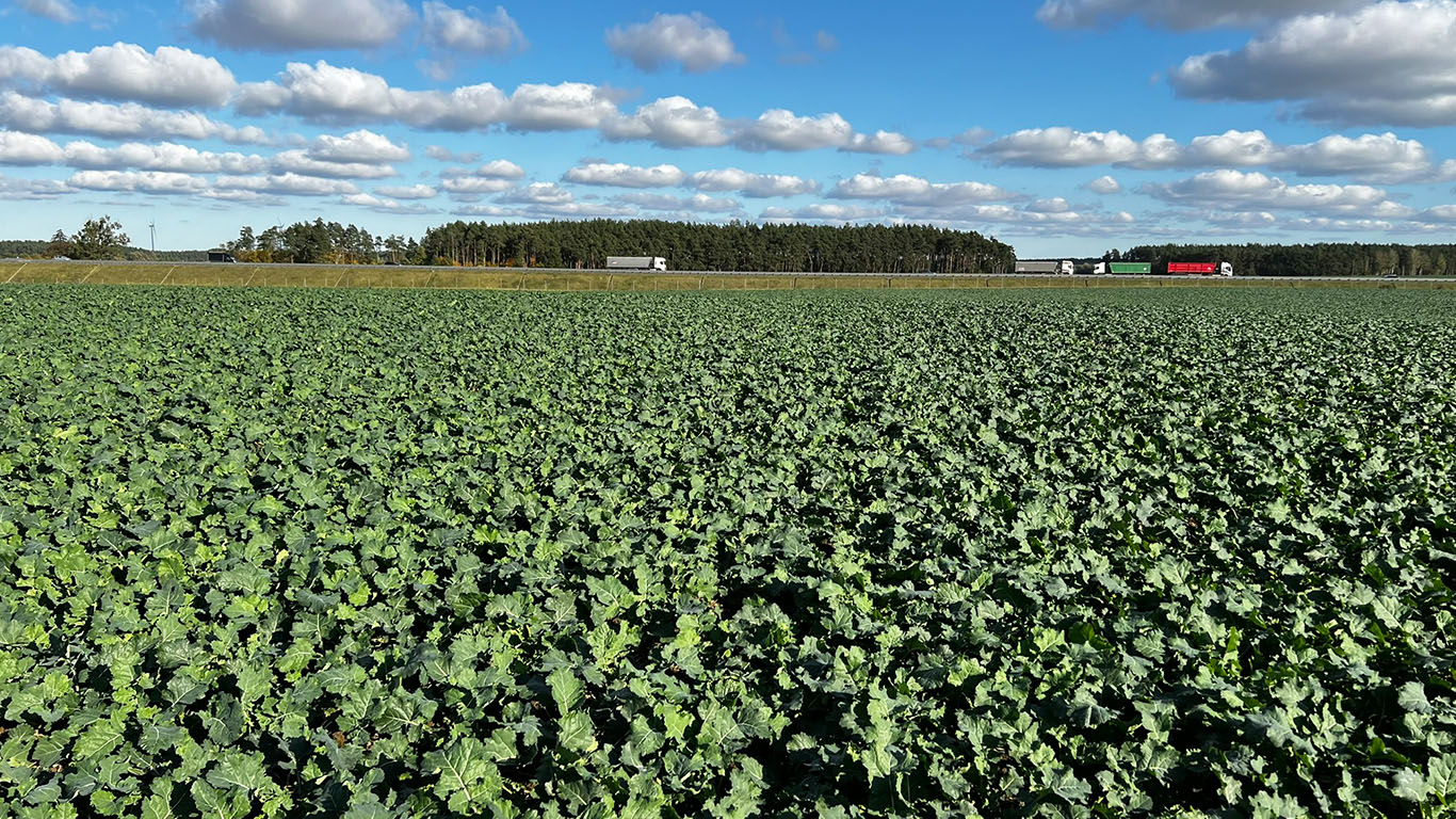 Barłożno – pierwsze zabiegi na rzepak