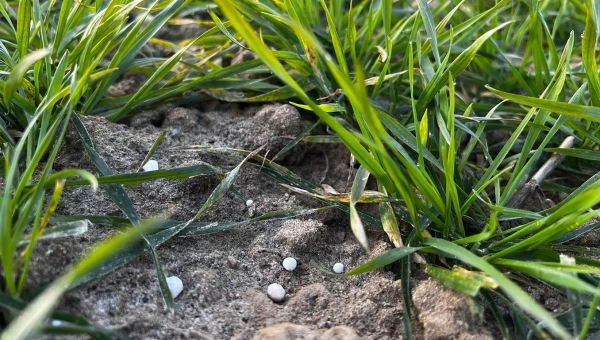 Pierwsze zabiegi polowe na naszych Demo Farmach już trwają!