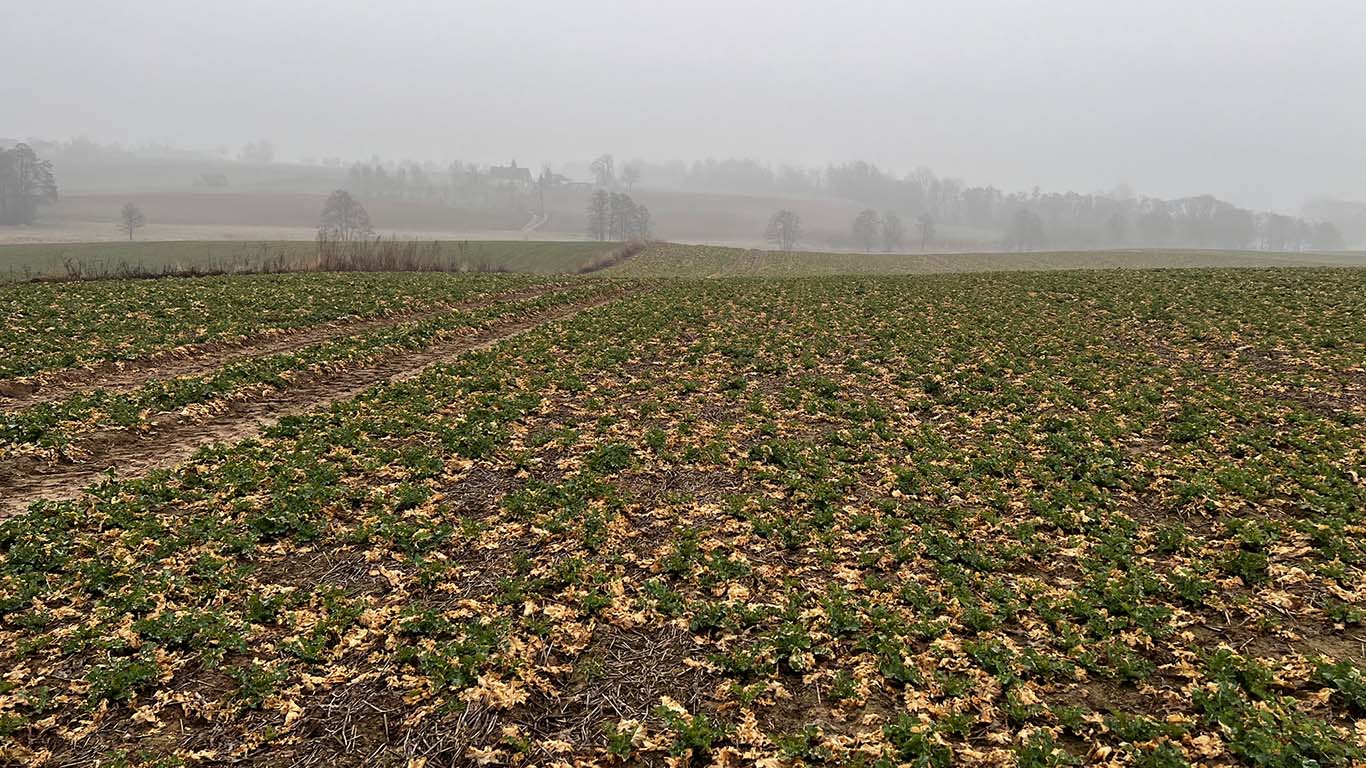 Rypałki Prywatne - pierwsza wiosenna lustracja rzepaku