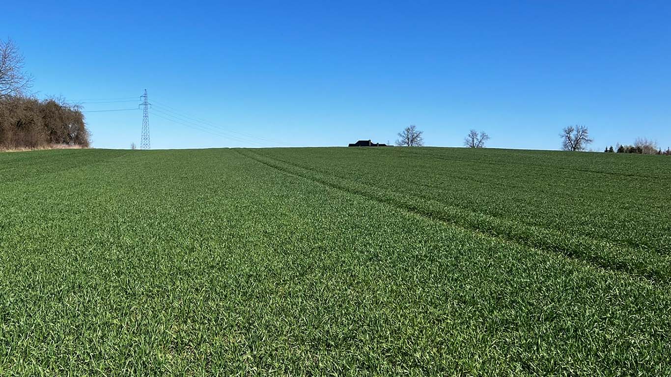 Jeżów - pierwsza wiosenna lustracja zbóż