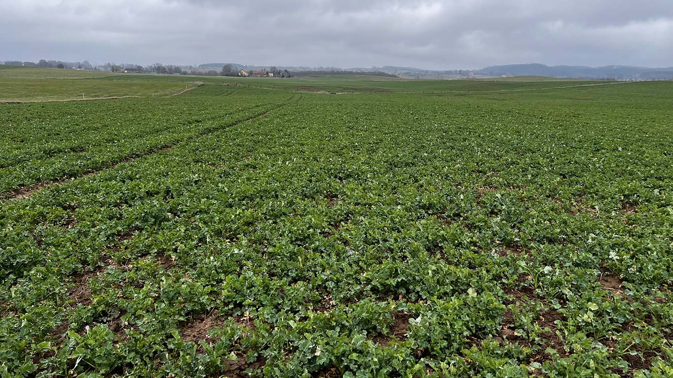 Gębałka – pierwsza wiosenna lustracja rzepaku