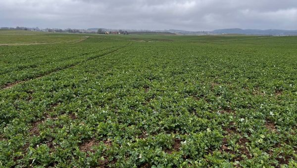 Gębałka – pierwsza wiosenna lustracja rzepaku