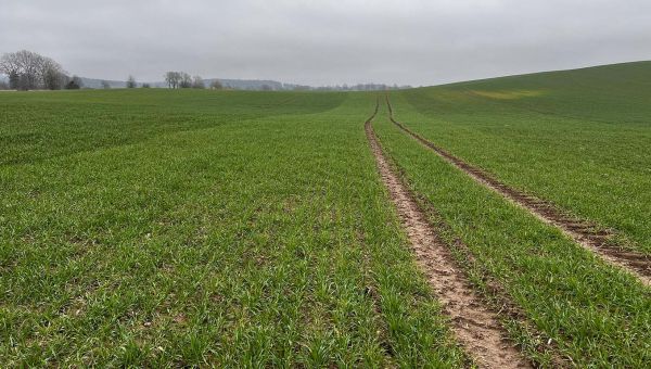 Gębałka – pierwsza wiosenna lustracja zbóż