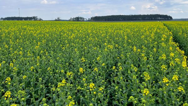 Druga wiosenna lustracja rzepaku w Barłożnie