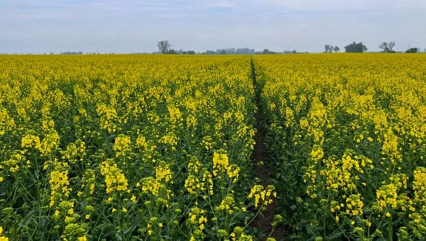 Druga wiosenna lustracja rzepaku w Obłaczkowie