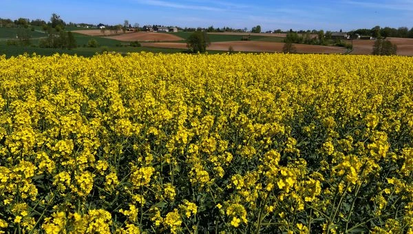 Druga wiosenna lustracja rzepaku w Rypałkach Prywatnych