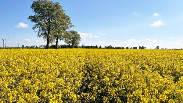 Druga wiosenna lustracja rzepaku w Kościeleczkach