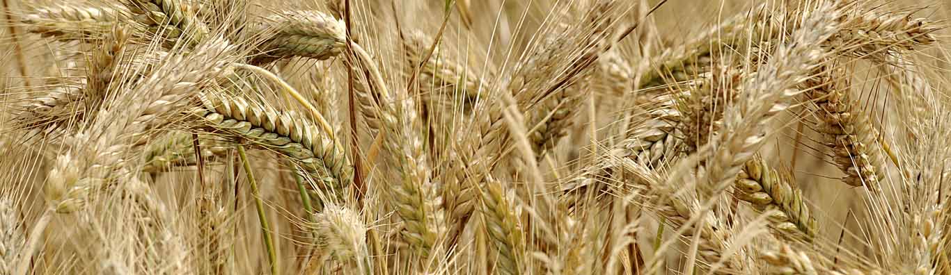 Zakończenie sezonu Demo Farma 2024/2025 – podsumowanie i wyniki plonowania