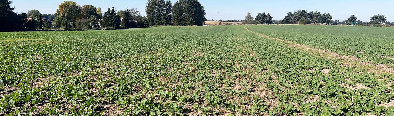 Demo Farma Kurki – pierwsza lustracja rzepaku ozimego