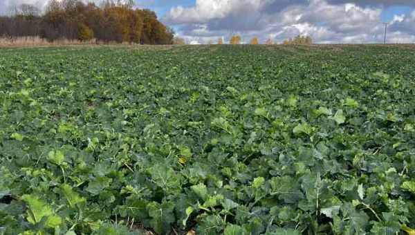 Lustracja rzepaku ozimego w Gnojnie