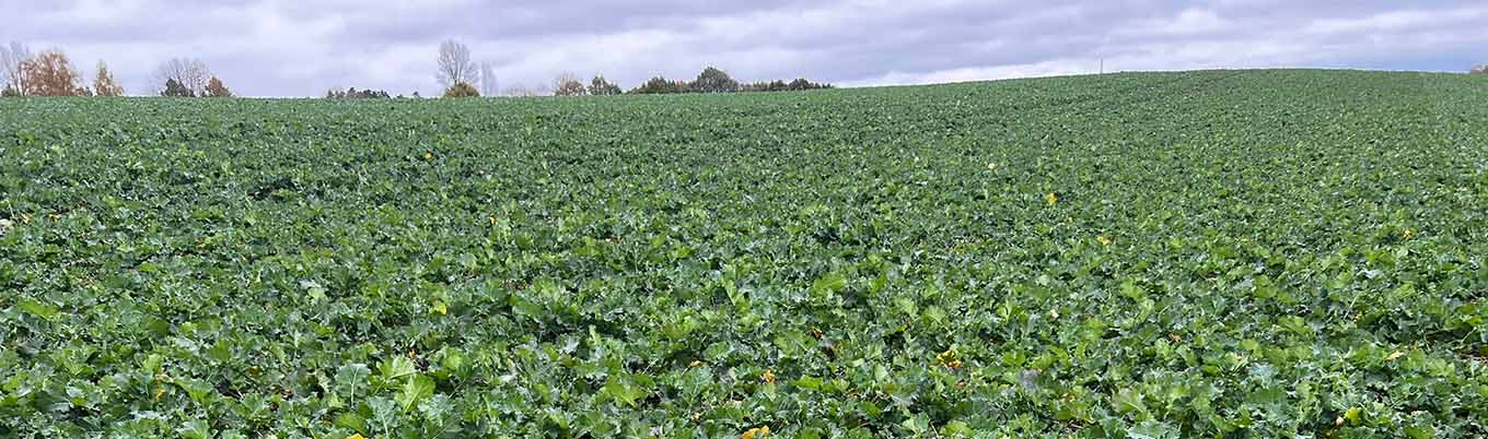Pierwsza lustracja rzepaku ozimego w Polanowie 