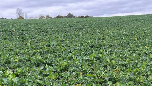 Pierwsza lustracja rzepaku ozimego w Polanowie 