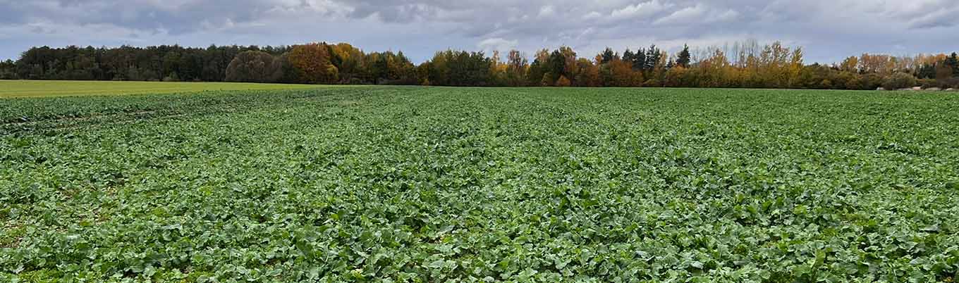 Pierwsza lustracja rzepaku ozimego w Wierzbnie 
