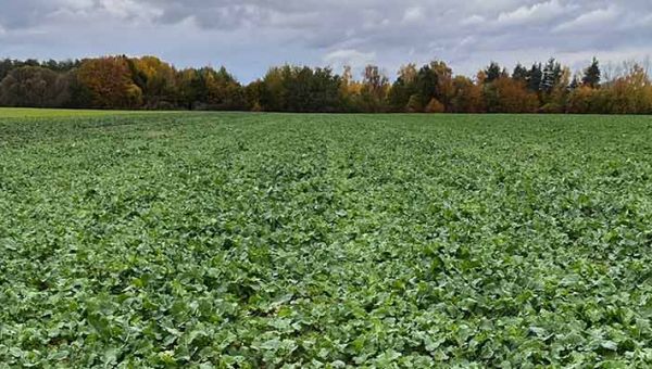 Pierwsza lustracja rzepaku ozimego w Wierzbnie 