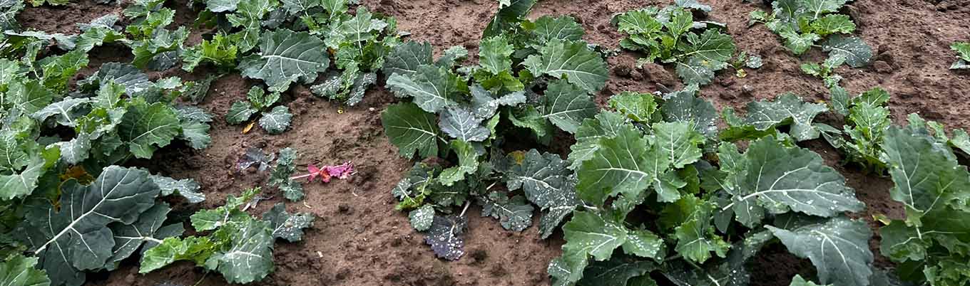 Pierwsza lustracja rzepaku ozimego w Zamęcinie 