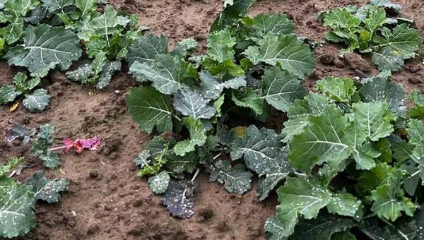 Pierwsza lustracja rzepaku ozimego w Zamęcinie 