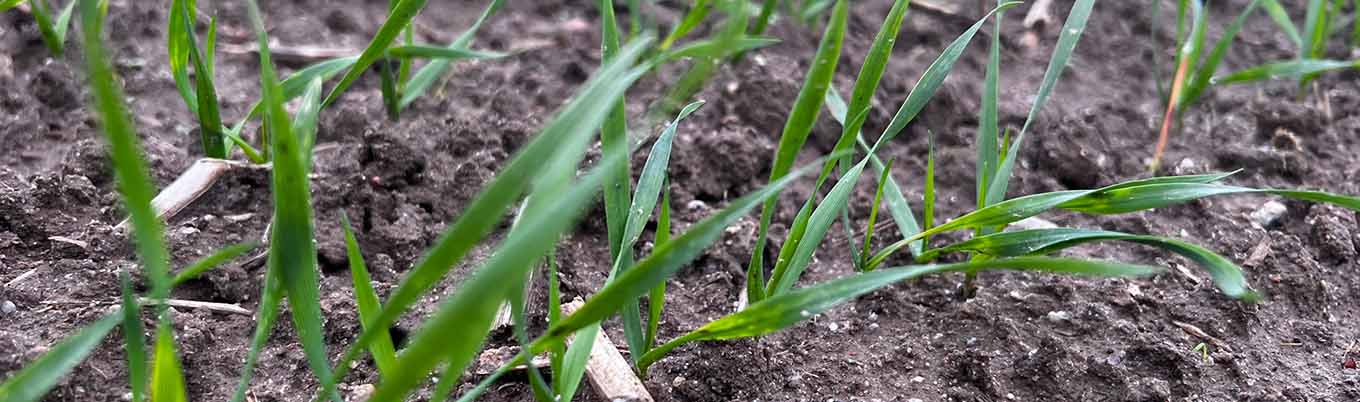 I lustracja zbóż w Polanowie