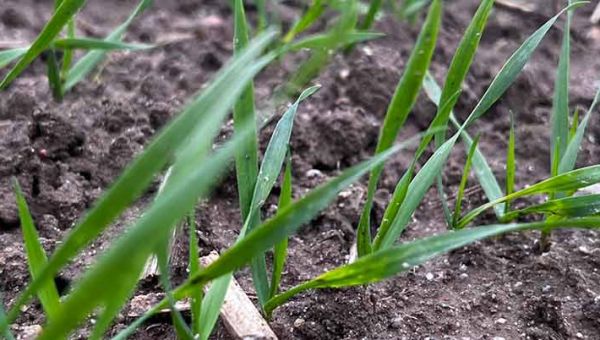 I lustracja zbóż w Polanowie