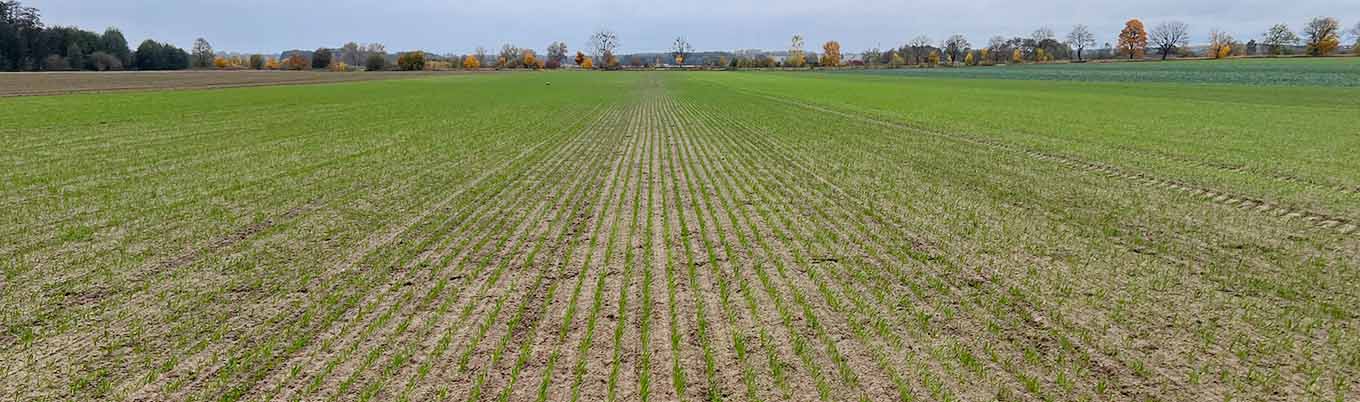 I lustracja zbóż w Zamęcinie