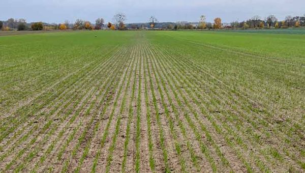 I lustracja zbóż w Zamęcinie