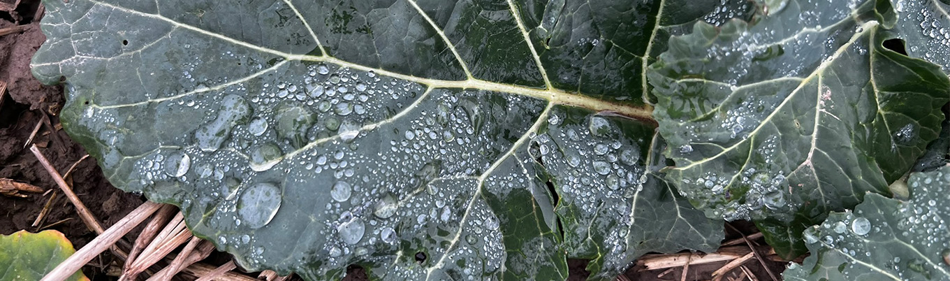 Rogalin – I lustracja rzepaku