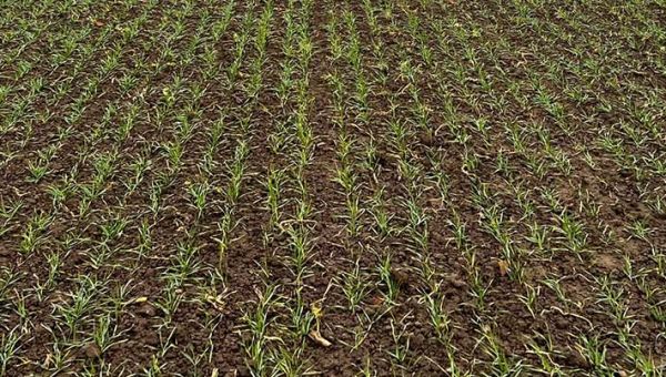 Pierwsza lustracja pszenicy ozimej w Barłożnie