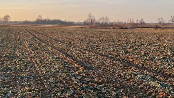 I Wiosenna lustracja rzepaku w Dawidach