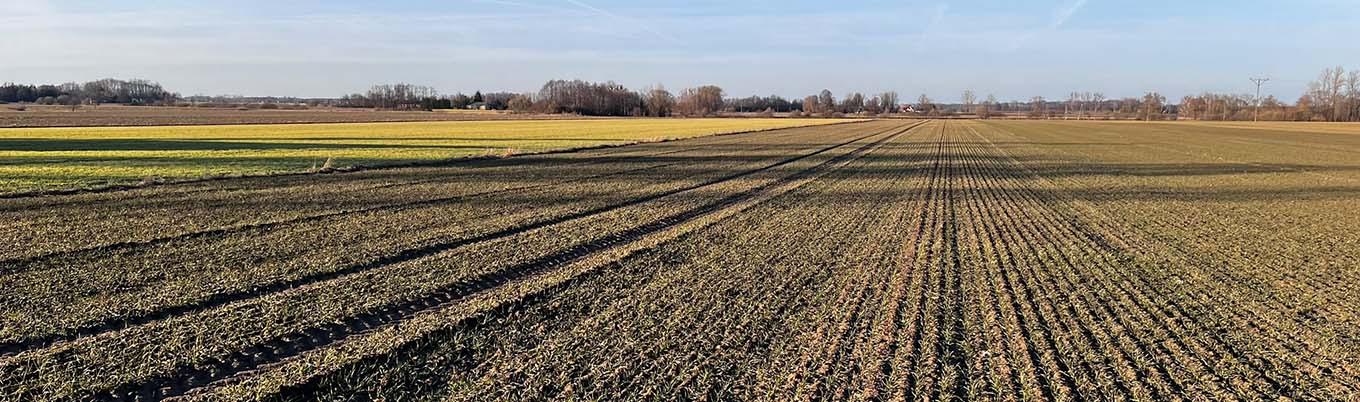 I Wiosenna lustracja pszenicy w Dawidach