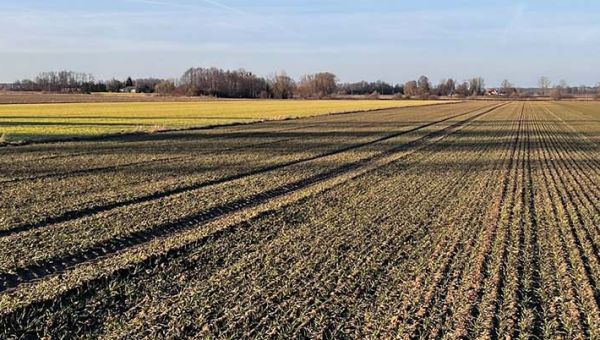 I Wiosenna lustracja pszenicy w Dawidach