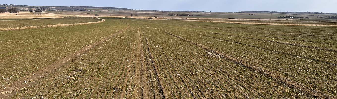 I Wiosenna lustracja pszenicy w Sitańcu Kolonii 