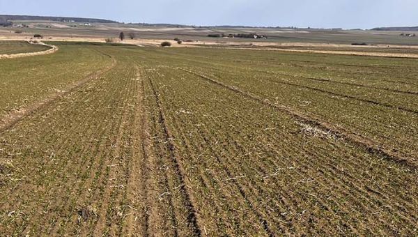 I Wiosenna lustracja pszenicy w Sitańcu Kolonii 