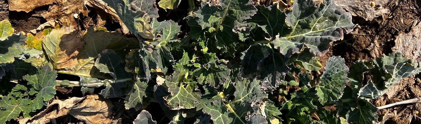 I Wiosenna lustracja rzepaku w Rogalinie