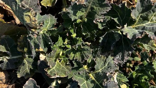 I Wiosenna lustracja rzepaku w Rogalinie