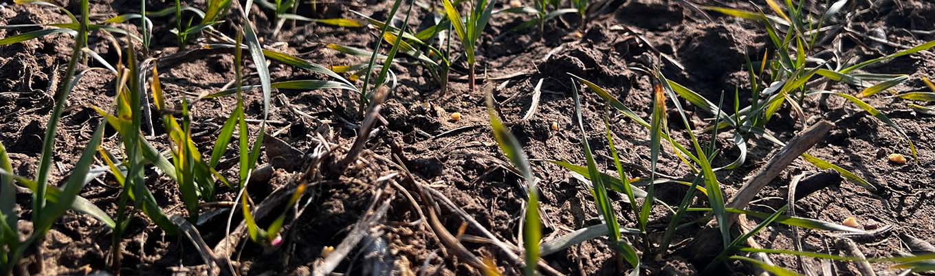 I Wiosenna lustracja pszenicy w Rogalinie