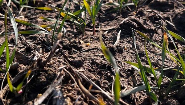 I Wiosenna lustracja pszenicy w Rogalinie