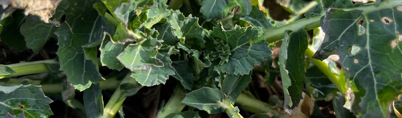 I Wiosenna lustracja rzepaku w Sitańcu Kolonii 