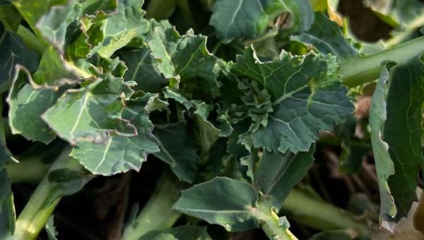 I Wiosenna lustracja rzepaku w Sitańcu Kolonii 