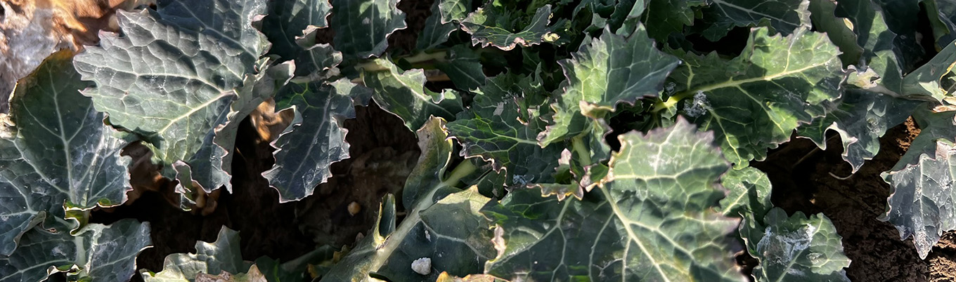 I Wiosenna lustracja rzepaku w Bychawie