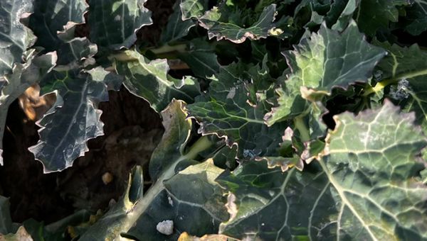 I Wiosenna lustracja rzepaku w Bychawie