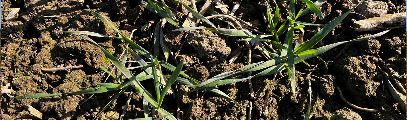 I Wiosenna lustracja pszenicy w Barłożnie