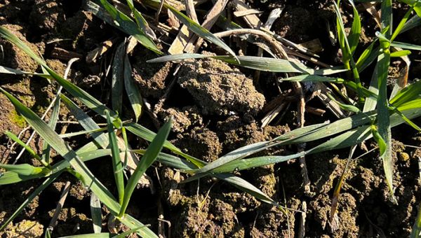 I Wiosenna lustracja pszenicy w Barłożnie