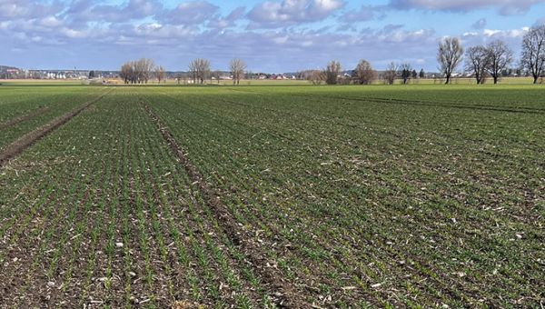 I Wiosenna lustracja zbóż w Kurkach