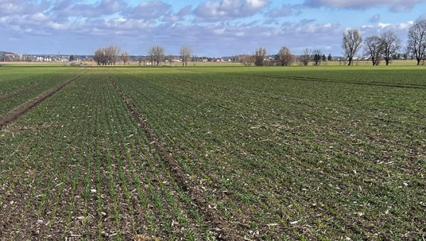 I Wiosenna lustracja zbóż w Kurkach