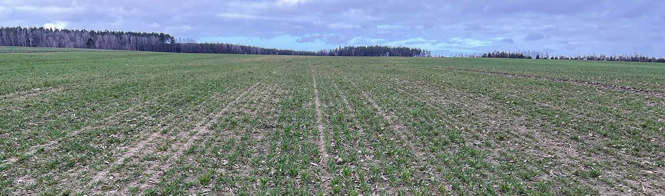 I Wiosenna lustracja zbóż w Polanowie