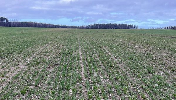 I Wiosenna lustracja zbóż w Polanowie