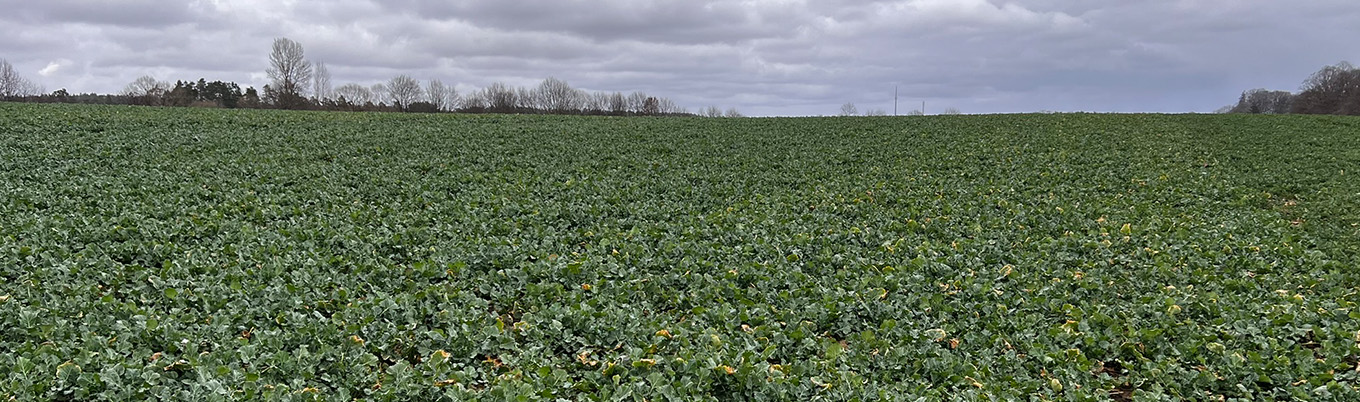 I Wiosenna lustracja rzepaku w Polanowie